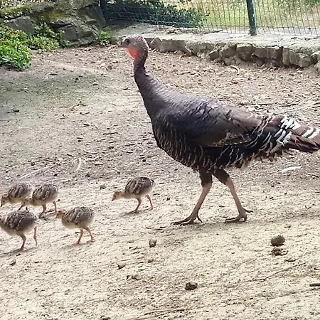 Pensjonat Quinta Dos Lagos - Al 3*